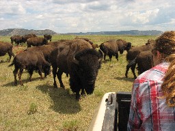 Feeding time at the Buffalo Pasture